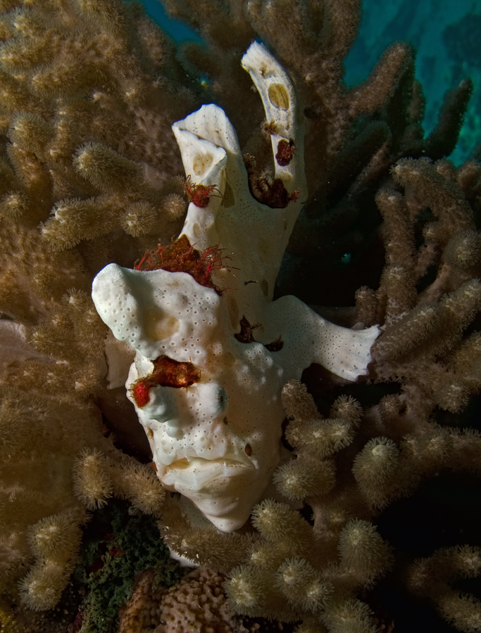 Frogfish