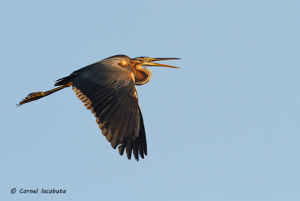 Red Heron