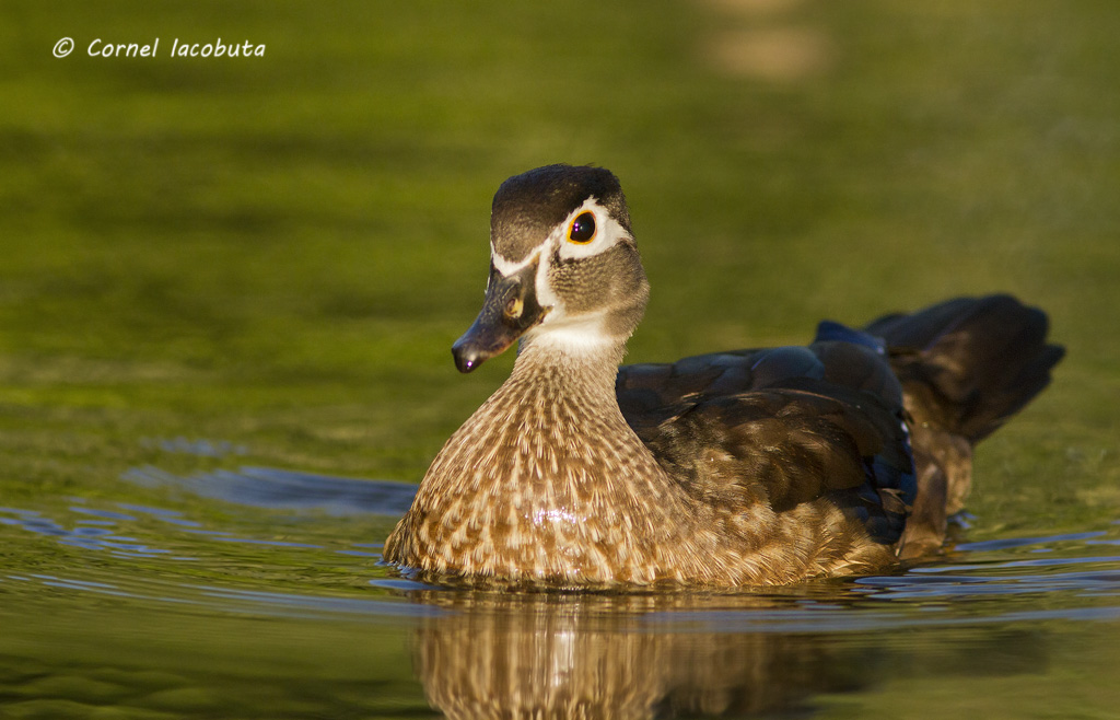 Wood Duck / Canard branchu