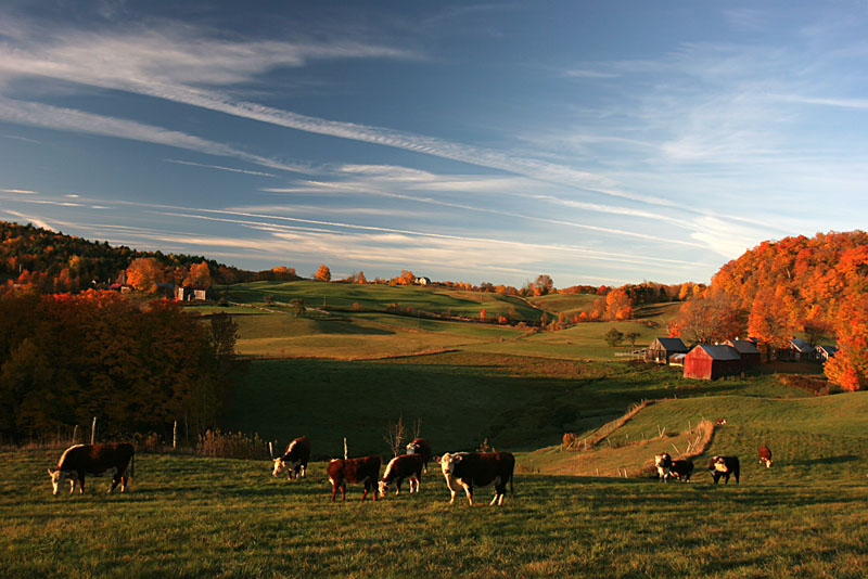 Fall 08 VT