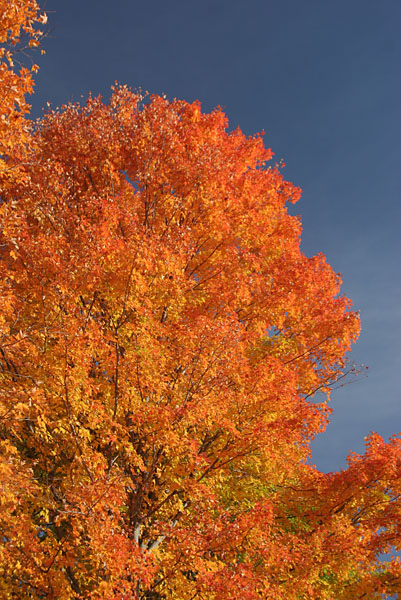 Fall 08 VT