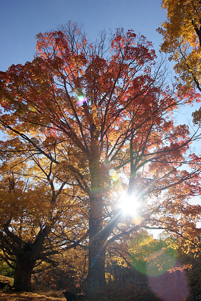 Fall 08 VT