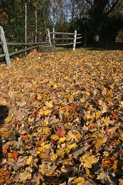 Fall 08 VT