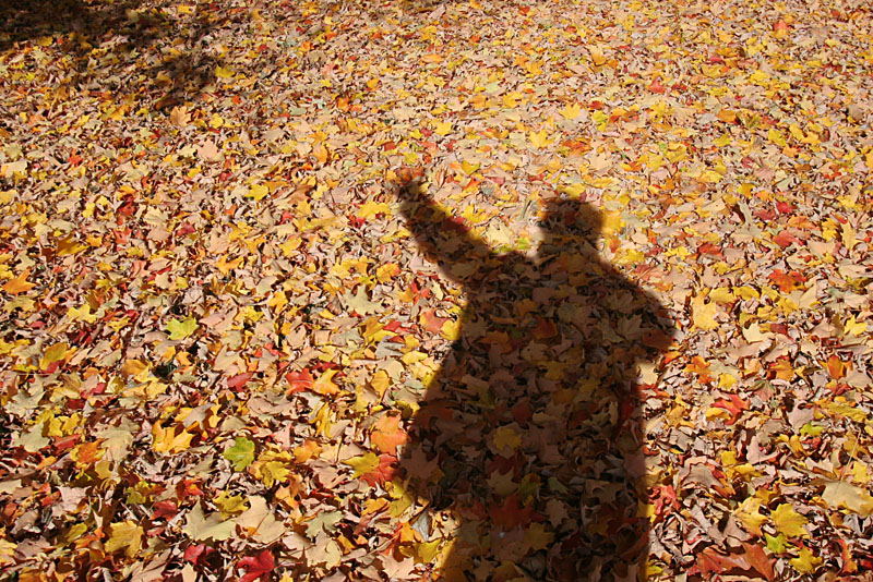 Fall 08 VT