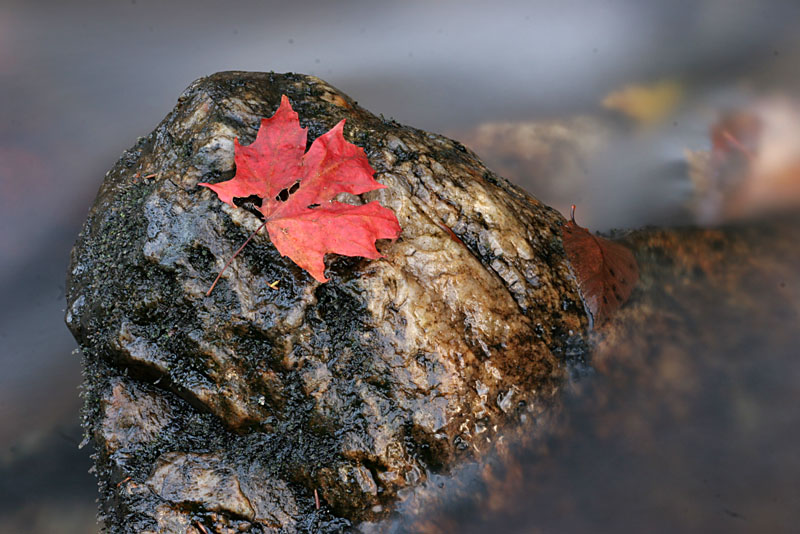 Fall 08 VT