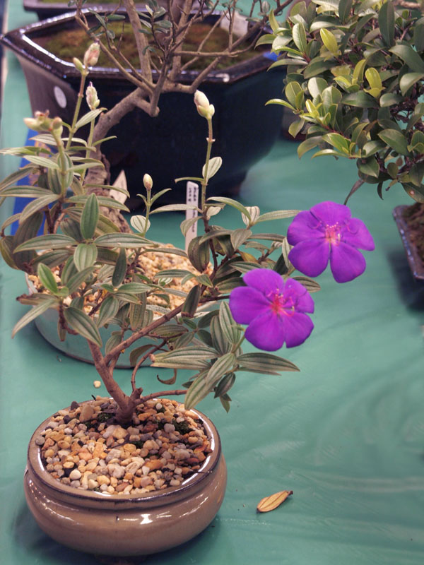 Tibouchina