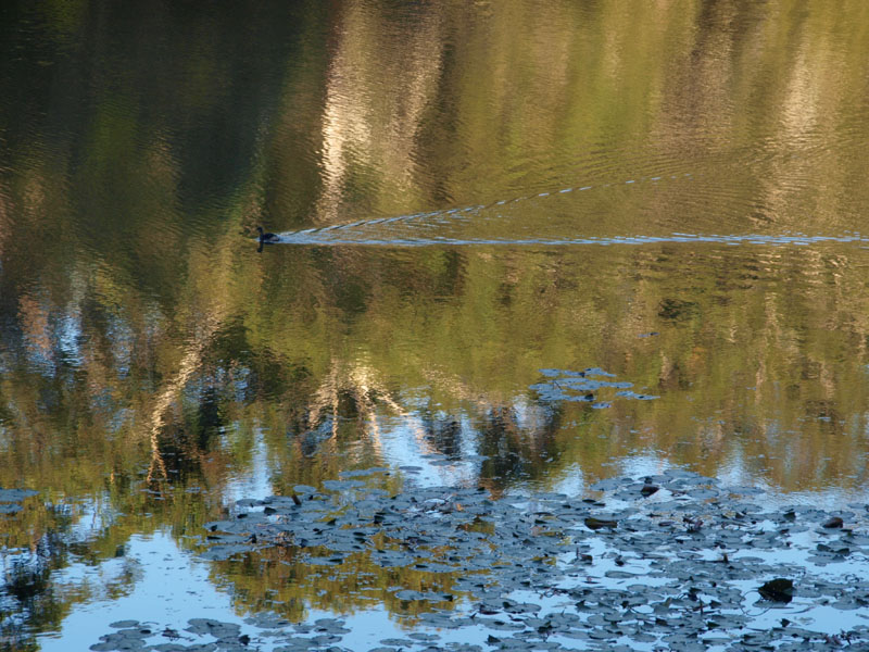 Reflections, with a coot