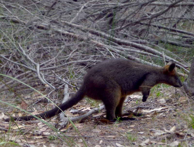 Wallaby