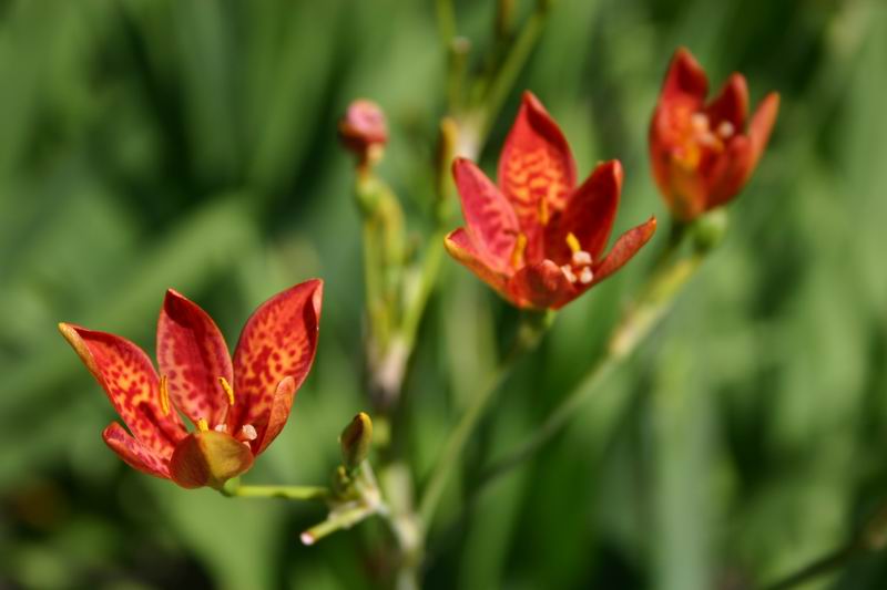 Trois soeurs / Three sisters