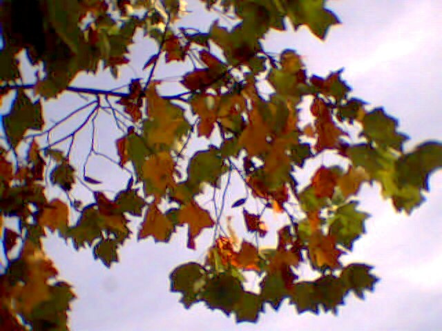 06_yellowpoplar.JPG