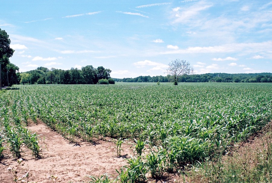 14A_bottomland.JPG