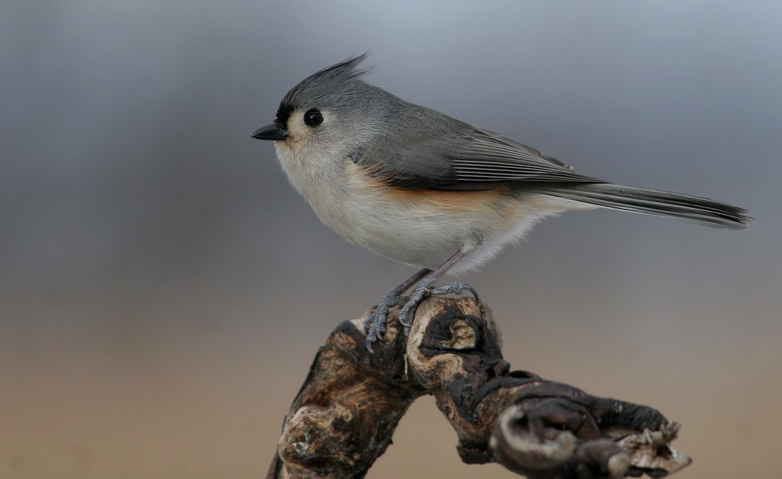 Tufted Titmouse
