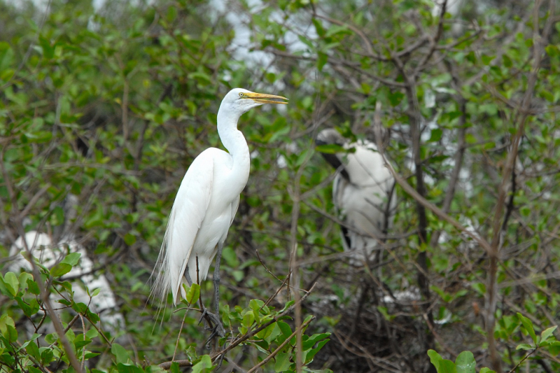 Grande aigrette