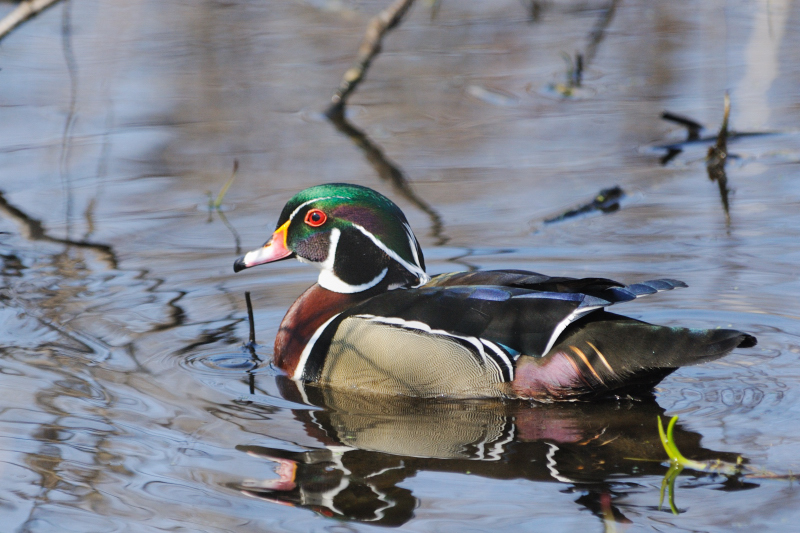 Canard branchu