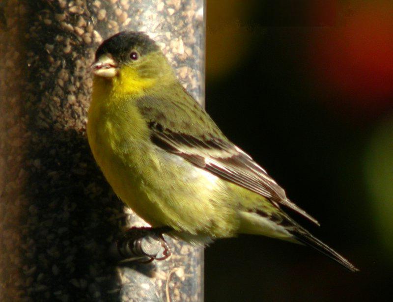 Lesser Goldfinch