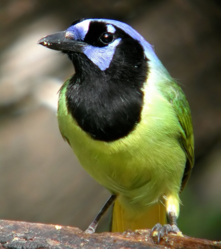 Green Jay