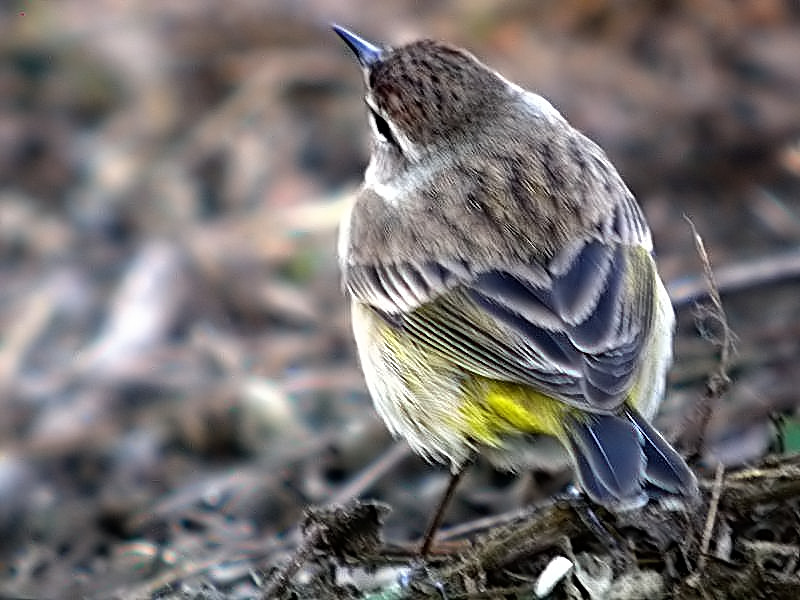 Palm Warbler