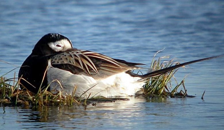 Long-tailed Duck