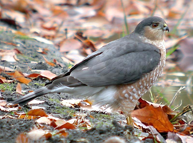 Sharp-shinned Hawk