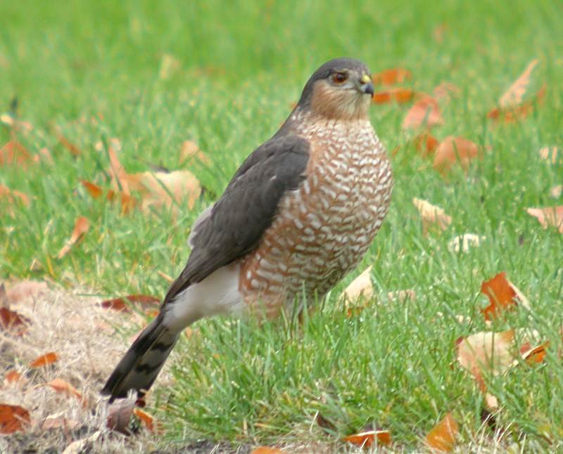Sharp-shinned Hawk