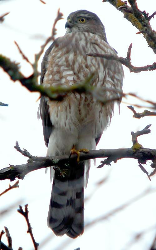 Sharp-shinned Hawk