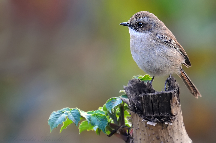 Grey Bushchat