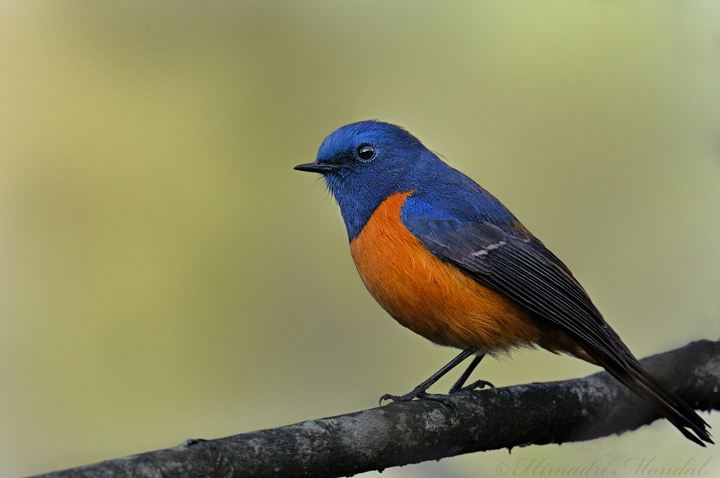 Blue-fronted Redstart