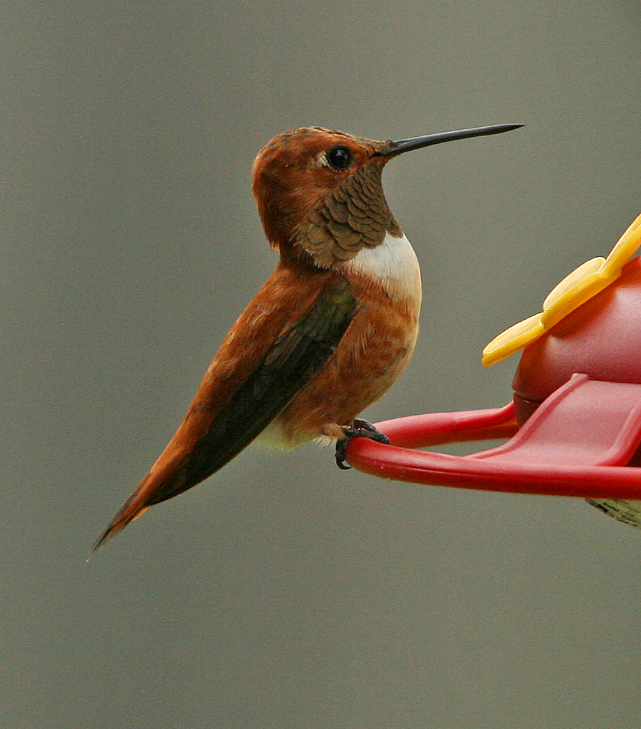 Rufous Hummingbird   Selasphorus rufus