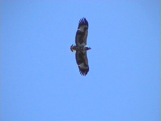 African Fish Eagle (Haliaeetus vocifer)
