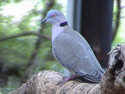 African Mourning Dove (Streptopelia decipiens)