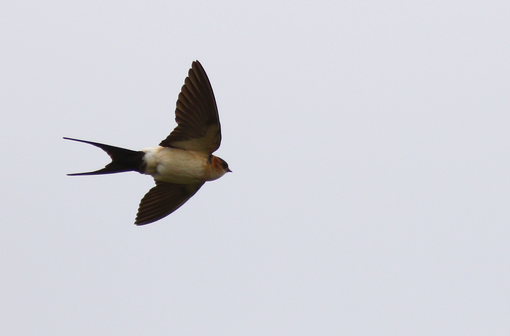 Rostgumpsvala - Red-rumped Swallow (Hirundo daurica)