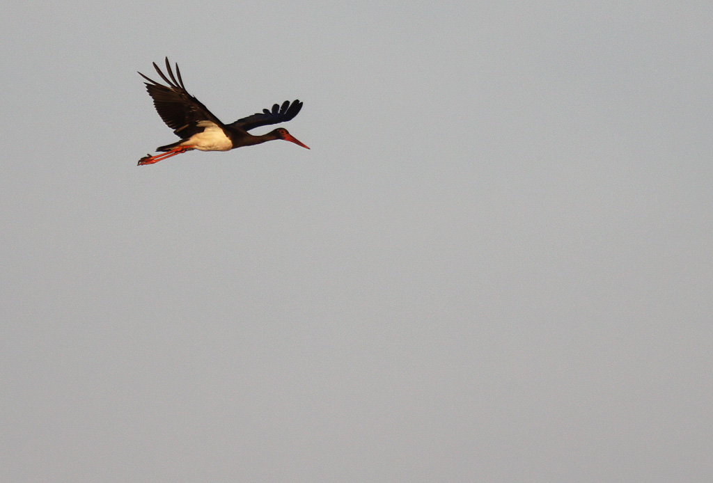 Svart stork - Black Stork (Ciconia nigra)