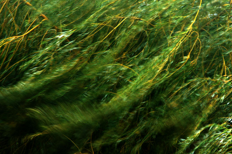 Wind in the willow