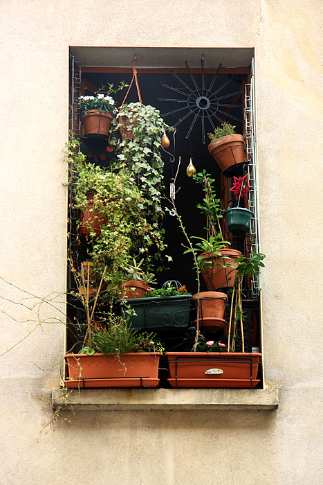 Jungle window