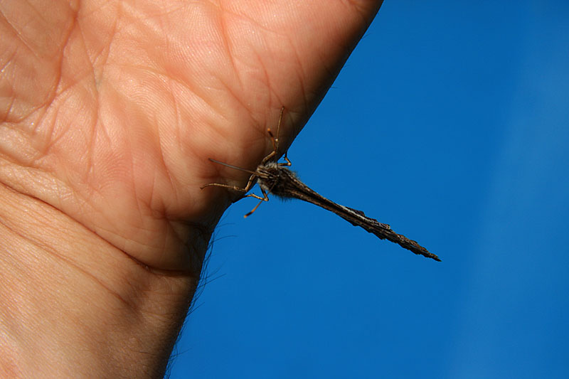 Papillon de face