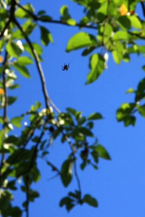 Acrobat Spider