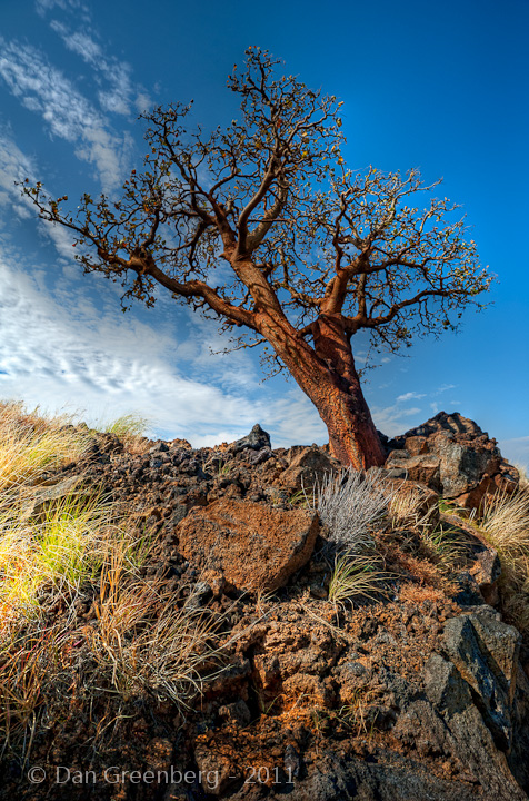 Tree in Lava Field