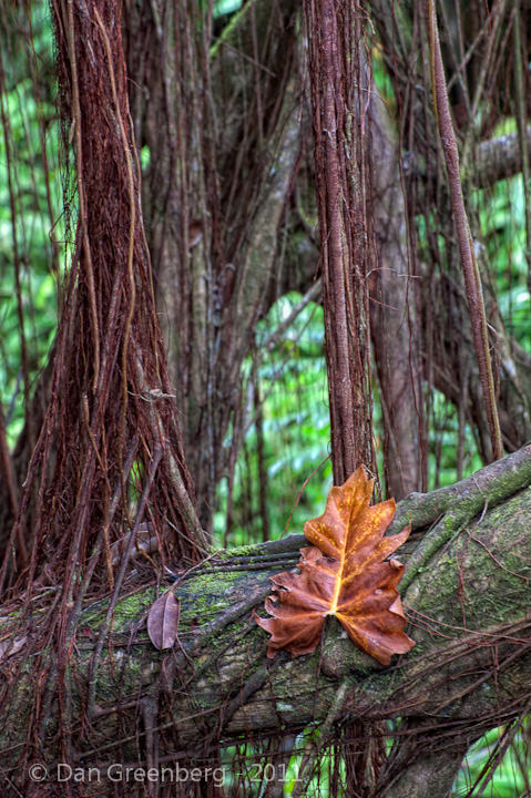 A Single Dead Leaf, Banyon Tree