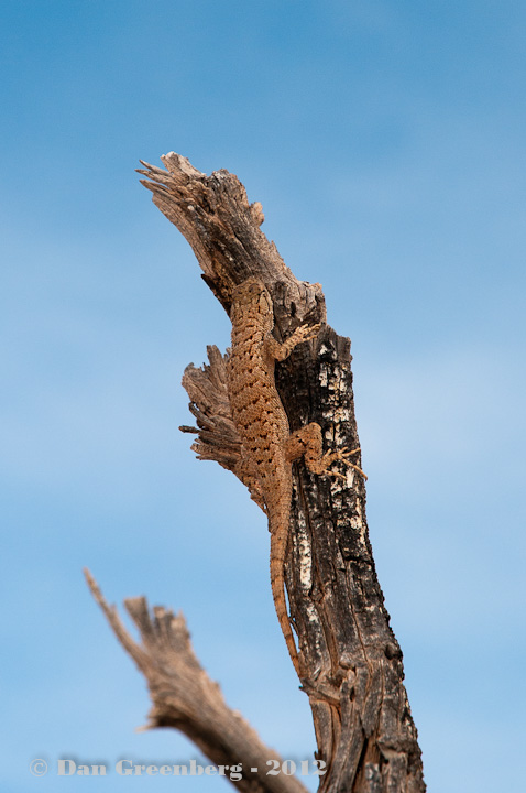 Our Lizard Model on a Branch