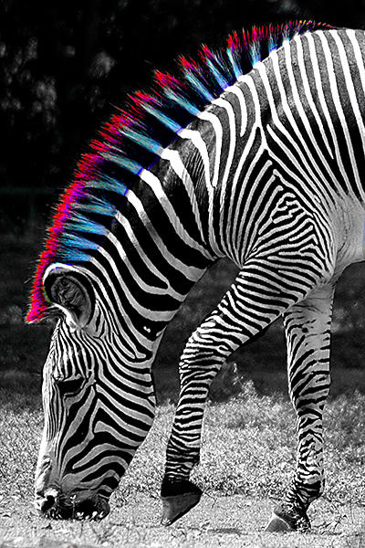 Punk Zebra