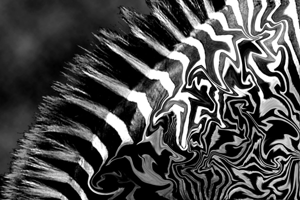 Zebra Patterns No. 2
