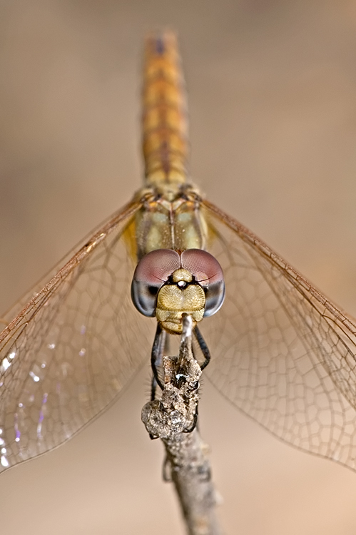 <h5>Dragonfly - שפירית</h5>