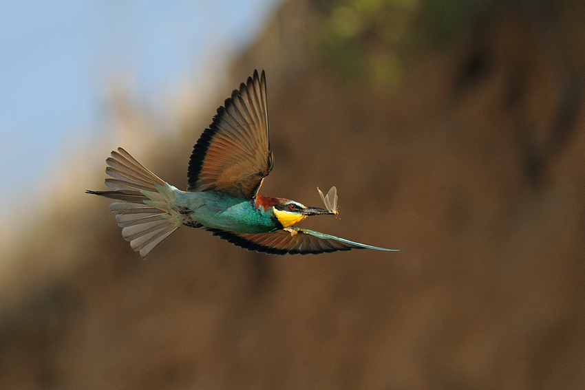<h5>European Bee-eater - שרקרק מצוי - <i>Merops apiaster<i></h5>