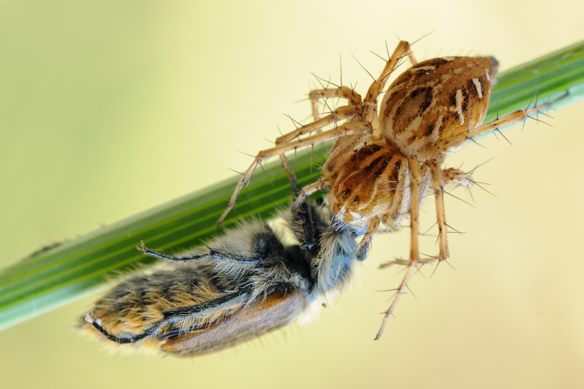 <h5>Spider and Beetle - עכביש וחיפושית</h5>