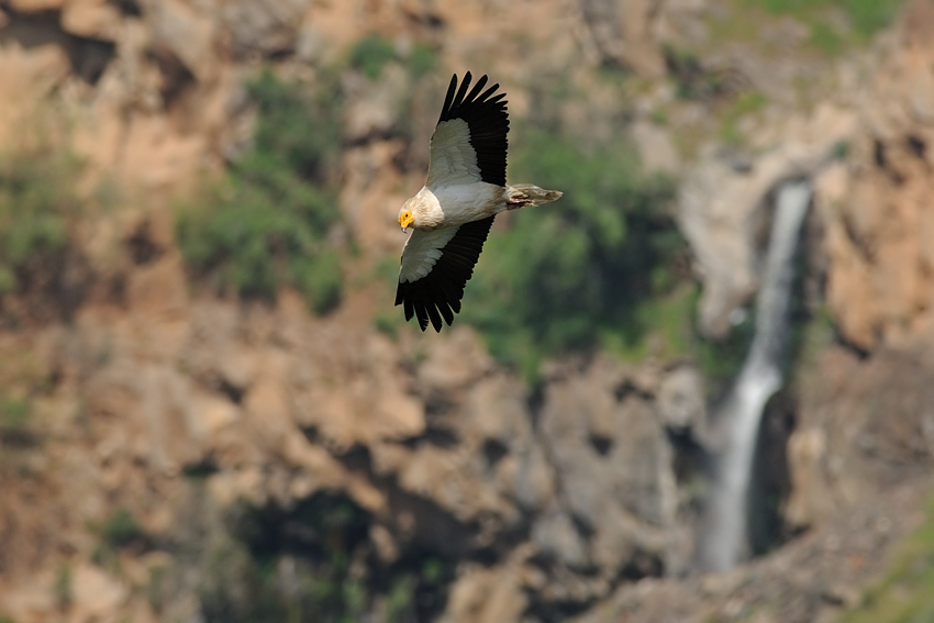 <h5>Egyptian Vulture - רחם מדברי - <i>Neophron percnopterus<i></h5>