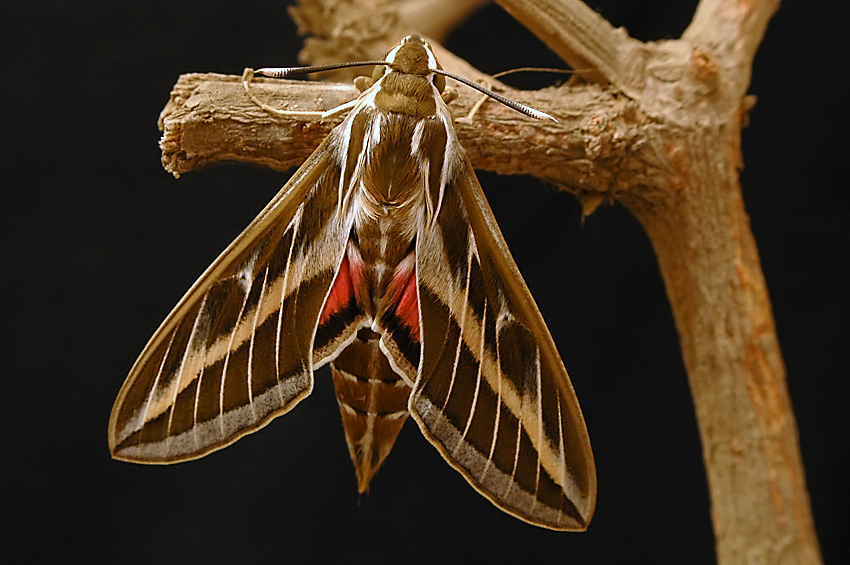 <h5>Striped Hawk-moth - רפרף מסורטט - <i>Hyles livornica<i></h5>
