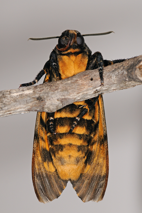 <h5>Deaths Head Hawk-moth - ר. גולגולת המת</h5>