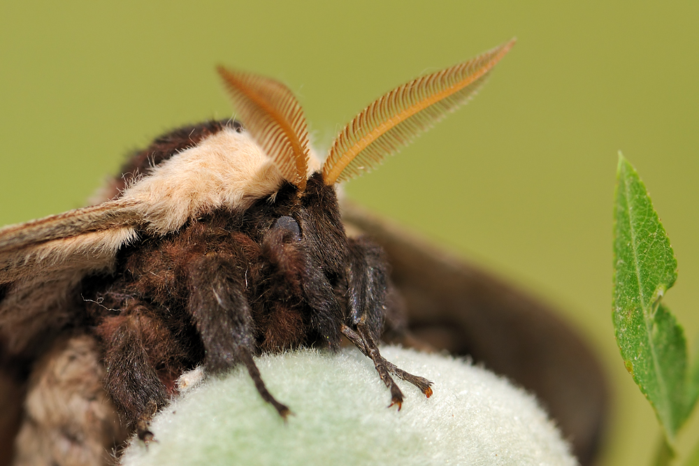 <h5>Giant Peacock Moth - שבתאי השקד - <i>Saturnia pyri<i></h5>