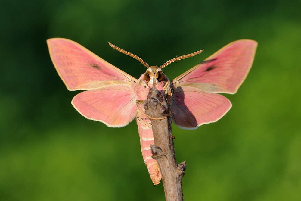 <h5>Spurge Hawk-moth - רפרף חלבלוב - <i>Hyles euphorbiae<i></h5>