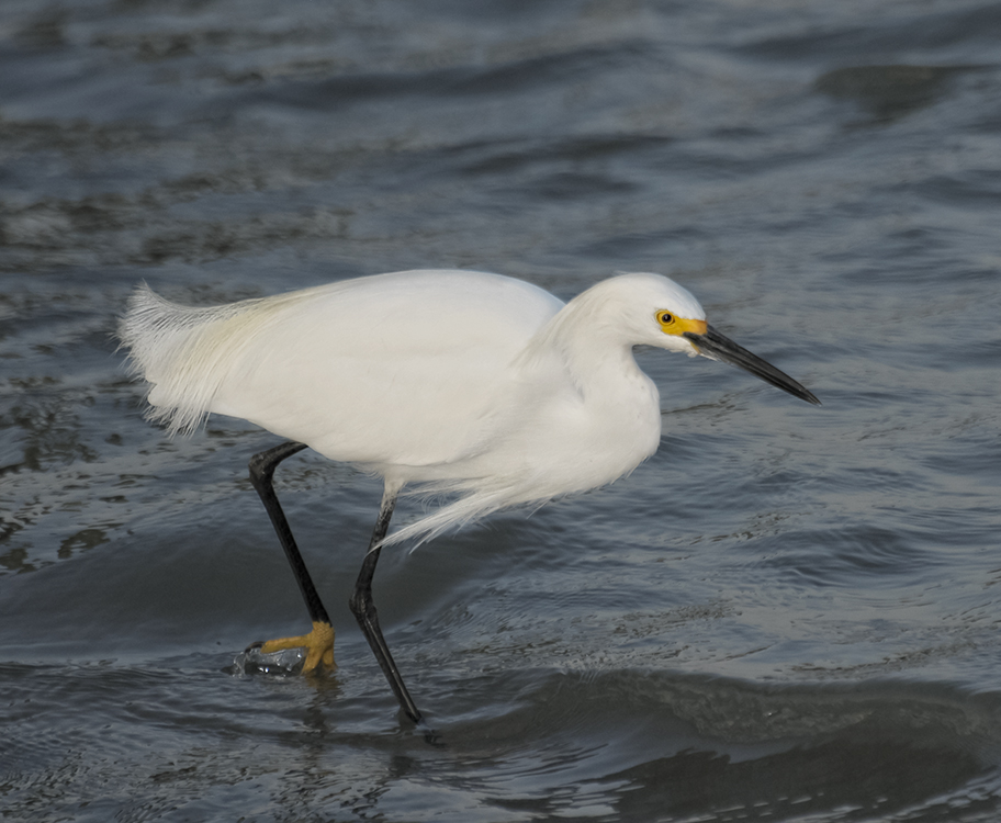 SNOWY EGRET